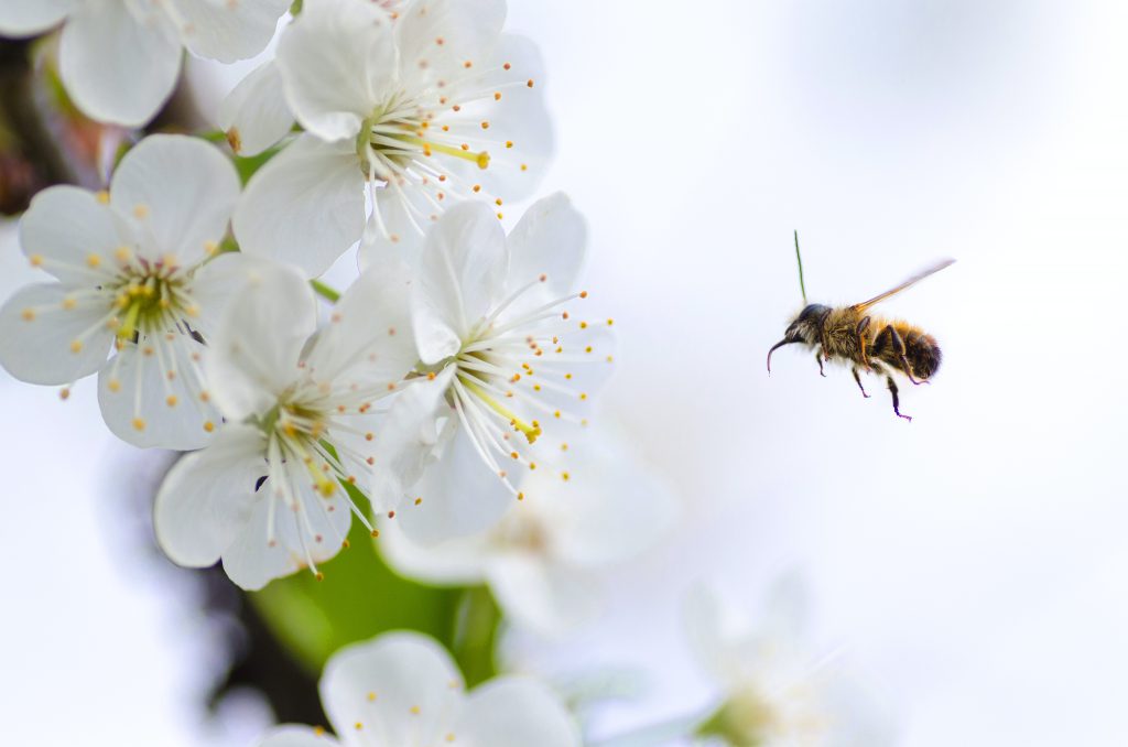 pyłek pszczeli właściwości